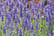 LAVE_HIDCOTE_T01222