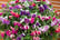 Fuchsia-Giant-Plants-1