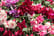 Fuchsia-Giant-Plants-4