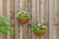 Hanging,-Pack-of-2-Artificial-Lisianthus-Flowers-1