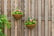 Hanging,-Pack-of-2-Artificial-Lisianthus-Flowers-6