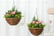 Hanging,-Pack-of-2-Artificial-Lisianthus-Flowers-8