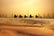 Camel caravan on sand dunes on Arabian desert with Dubai skyline at sunset