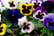 33051543-9-or-18-x-Mix-of-Jumbo-Flowering-Pansies-_10.5cm-pots-3