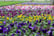 33051543-9-or-18-x-Mix-of-Jumbo-Flowering-Pansies-_10.5cm-pots-4