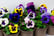 33051543-9-or-18-x-Mix-of-Jumbo-Flowering-Pansies-_10.5cm-pots-5