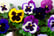 33051543-9-or-18-x-Mix-of-Jumbo-Flowering-Pansies-_10.5cm-pots-6