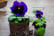 33051543-9-or-18-x-Mix-of-Jumbo-Flowering-Pansies-_10.5cm-pots-7