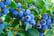 33084682-Blueberry-Bluecrop-9cm-2