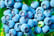 33084682-Blueberry-Bluecrop-9cm-4