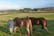 Walk with Two Clydesdale Horses for up to 6 People for 2 Hrs - Buchlyvie