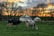 sunset-cows-yurts-1024x768