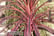 CORDYLINE-1715873694879