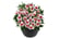 ALST_MAYAPINKB_5