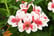 ALST_MAYAPINKB_1