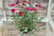 COSM_CHERR1720093300502