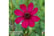COSM_CHERR1720093301663