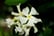 Trachelospermum jasminoides white 2