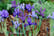 iris5.jpg1724327756694