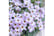 oxalis1.jp1724768554467