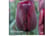 Tulip-Rona1724768606642