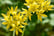 Spring-Flowering-Bulb-Collection-6