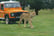 A Lioness walking in front of an orange jeep on safari