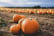 Maize Maze Entry & Pumpkin Picking for 2 or 4