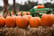 Maize Maze Entry & Pumpkin Picking for 2 or 4