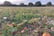 Maize Maze Entry & Pumpkin Picking for 2 or 4