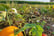 Maize Maze Entry & Pumpkin Picking for 2 or 4