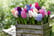 hyacinth-b1727101443210