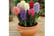 hyacinth-b1727101444259