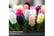 hyacinth-b1727101445331