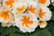 Primrose-Buttercream-15-30-Garden-Ready-Plants-1