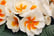 Primrose-Buttercream-15-30-Garden-Ready-Plants-3