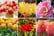 Tulip-Double-Flowering-Mixed-Bouquet-1