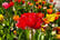 Tulip-Double-Flowering-Mixed-Bouquet-3