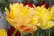 Tulip-Double-Flowering-Mixed-Bouquet-4