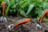 VITA-Garden-Tool-Kit-3