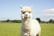  Alpaca Experiences, Stormcloud Alpacas