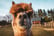  Alpaca Experiences, Stormcloud Alpacas