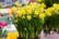 Narcissus-Tete-a-Tete-100-bulbs-2