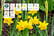 Narcissus-Tete-a-Tete-100-bulbs-3