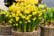 Narcissus-Tete-a-Tete-100-bulbs-4