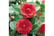 Camellia-r1729246786663