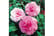 Camellia-P1729246787825