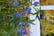 SOLL_ULTRABLUE_T16018