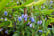 SOLL_ULTRABLUE_L71285
