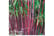 BAMB-V63791729246859385